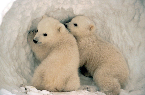 baby_polar_bear