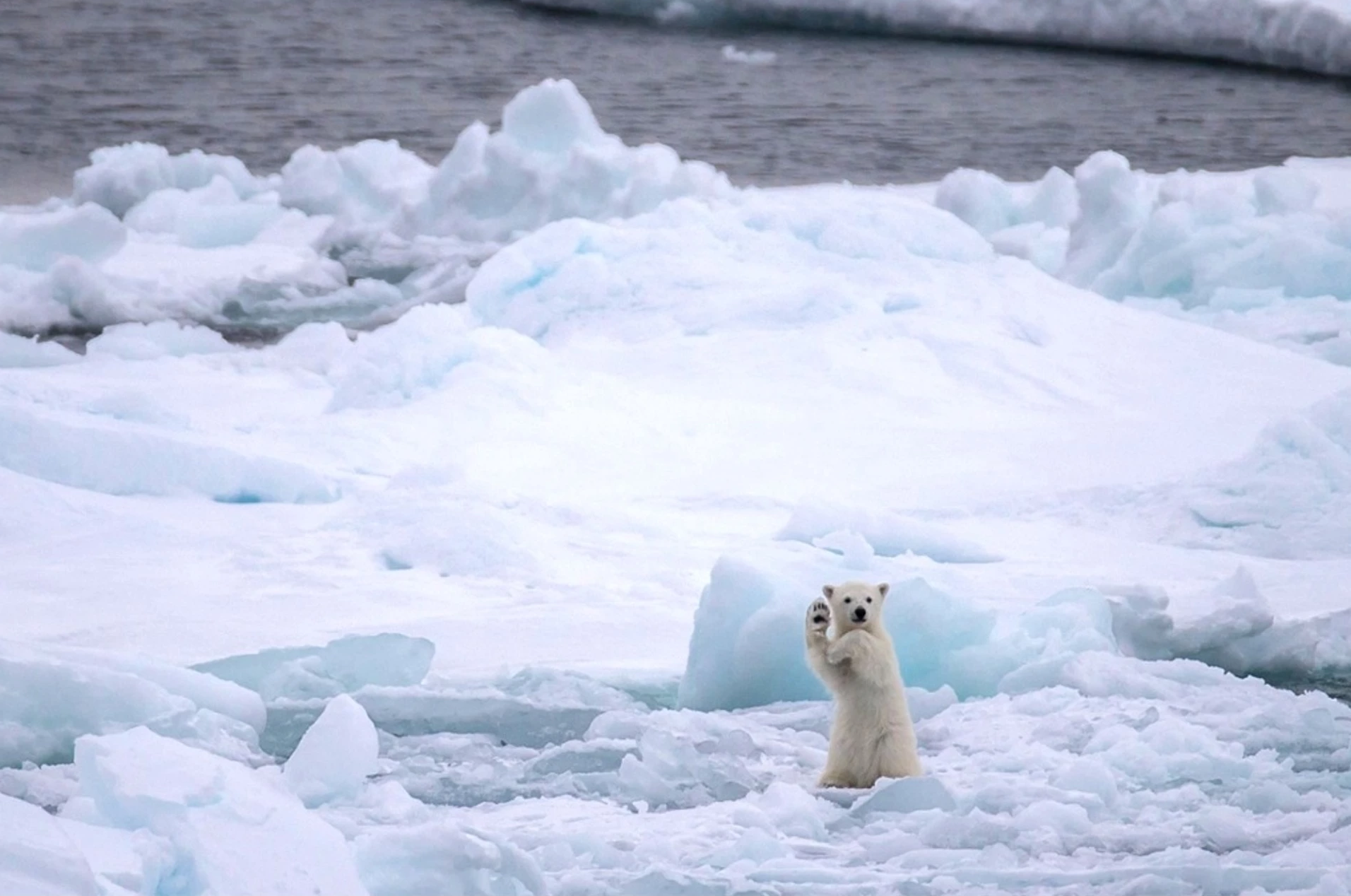 Polar Bear